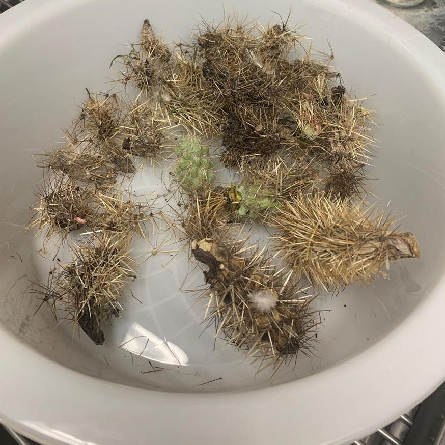 DOGS VERSUS CACTUS - COURTESY MARICOPA COUNTY ANIMAL CARE 3.jpg